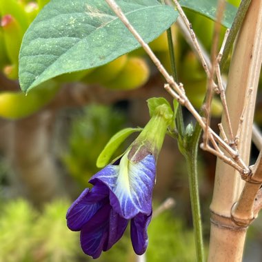 Clitoria ternatea