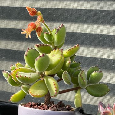 Cotyledon tomentosa