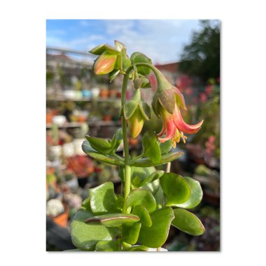 Cotyledon Woodii Green Flat Leaf Form