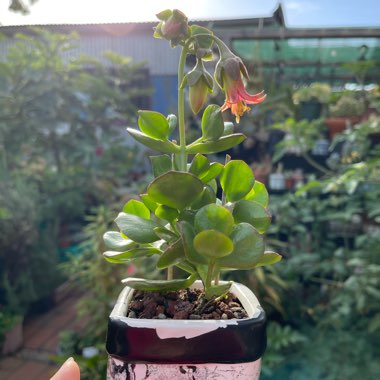 Cotyledon Woodii Green Flat Leaf Form