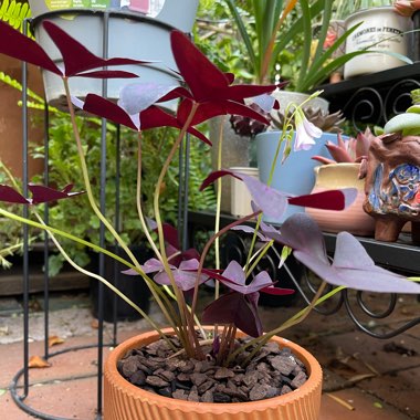 Oxalis Triangularis 'Mike'