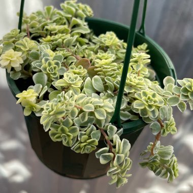 Sedum makinoi 'Variegata'