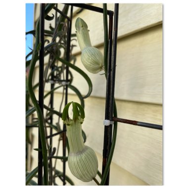 Ceropegia ampliata