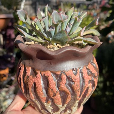 Echeveria Trumpet Pinky 