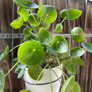 Pilea peperomioides