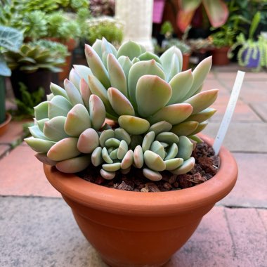 Echeveria Moonglow