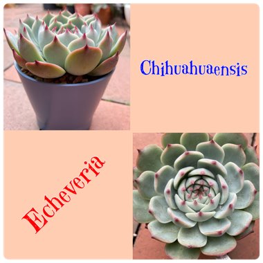 Echeveria Chihuahuaensis