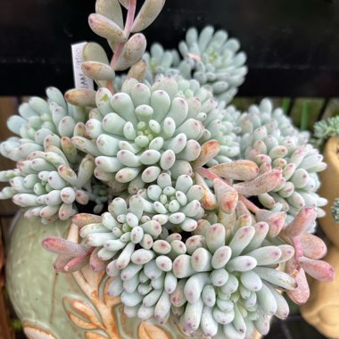 Graptopetalum Pachyphyllum