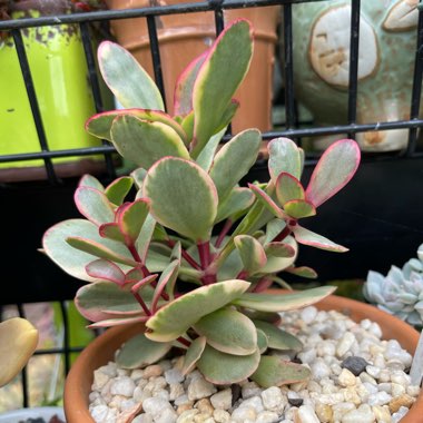 Crassula platyphylla variegated