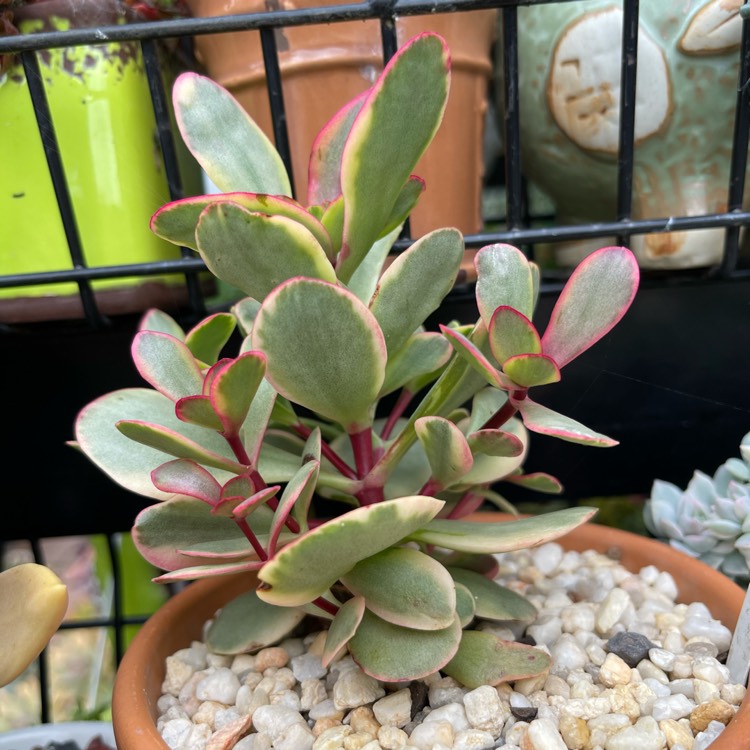 Plant image Crassula platyphylla variegated