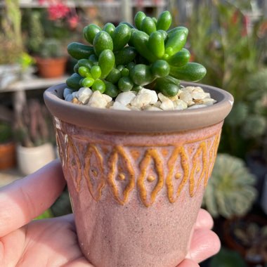 Sedum Hernandezii