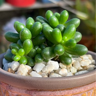 Sedum Hernandezii