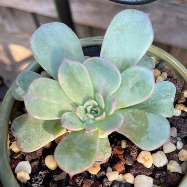 Echeveria Laulensis