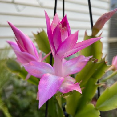 Schlumbergera truncata Madam Butterfly