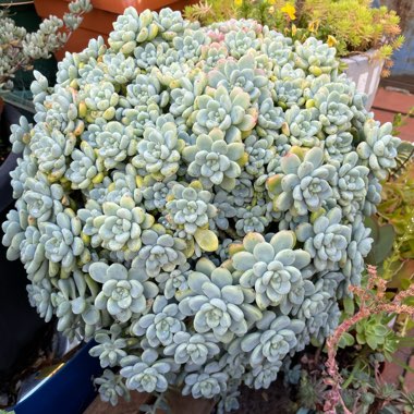 Sedum Clavatum