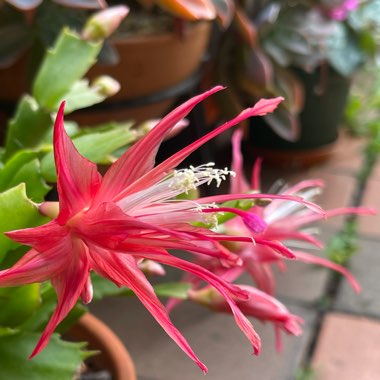 Zygocactus Fantasia