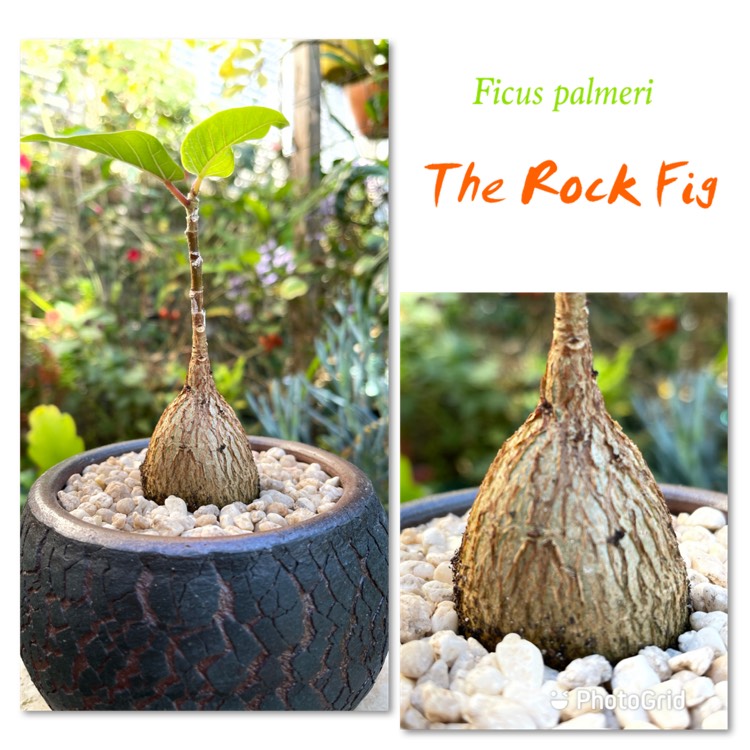 Ficus Palmeri The Rock Fig Uploaded By Jobakes