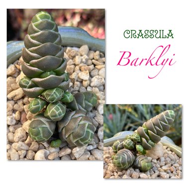 Crassula 'barklyi'