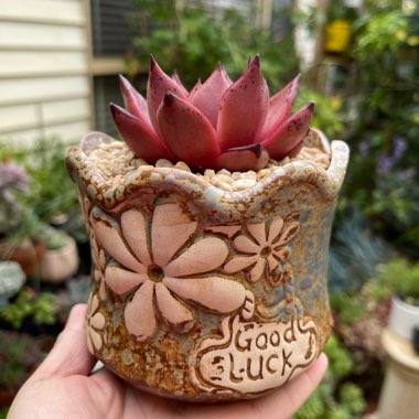 Echeveria Agavoides Romeo