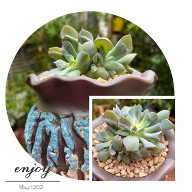 Echeveria Trumpet Pinky 