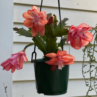 Schlumbergera truncata Cecilia