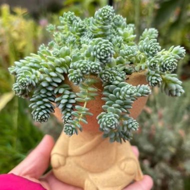 Sedum Dasyphyllum Blue Tears 