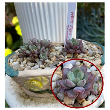 xGraptoveria Purple Dreams