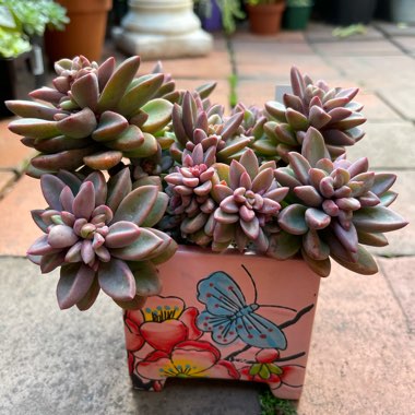 Echeveria Manaudes