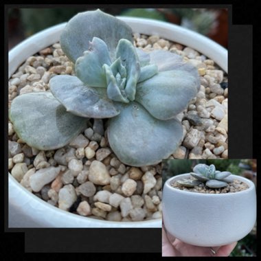 Echeveria Lilacina Monstrose