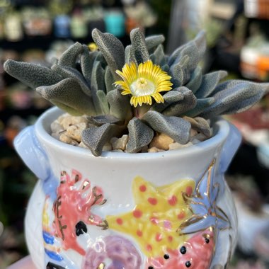 Aloinopsis rubrolineata