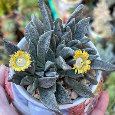 Aloinopsis rubrolineata