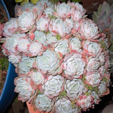 Echeveria Elegans