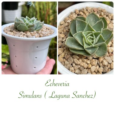 Echeveria Simulans Laguna Sanchez