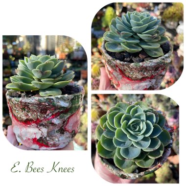 Echeveria Bees Knees