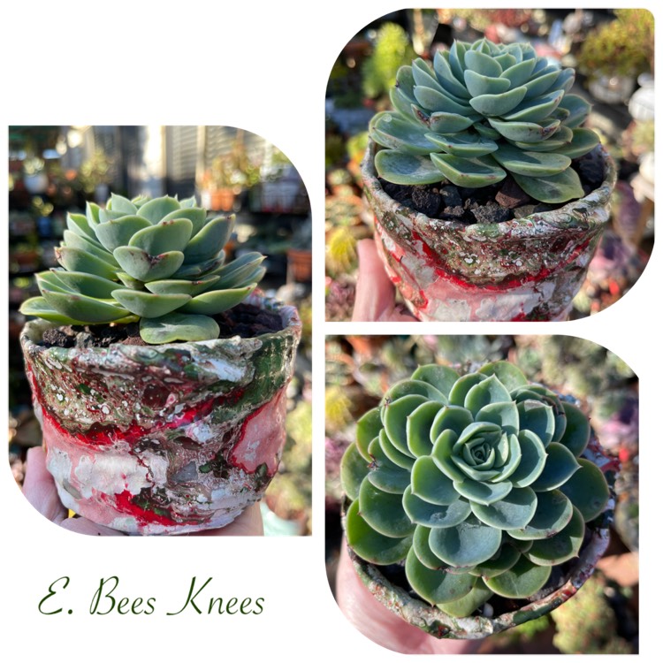 Plant image Echeveria Bees Knees