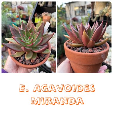 Echeveria Agavoides Miranda