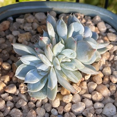 Echeveria Snow Bunny