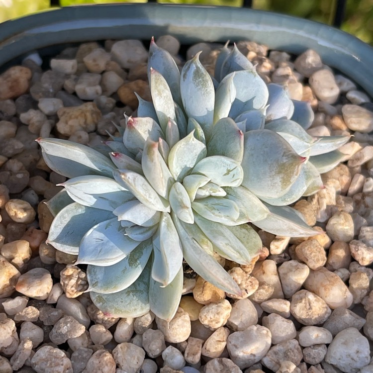 Plant image Echeveria Snow Bunny