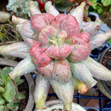 Echeveria Culibra