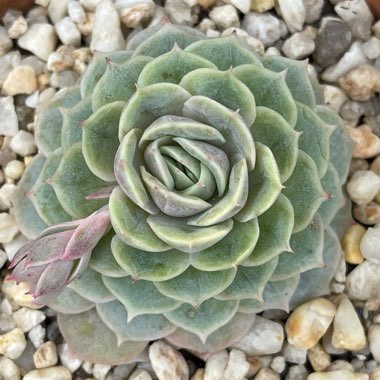 Echeveria Onslow