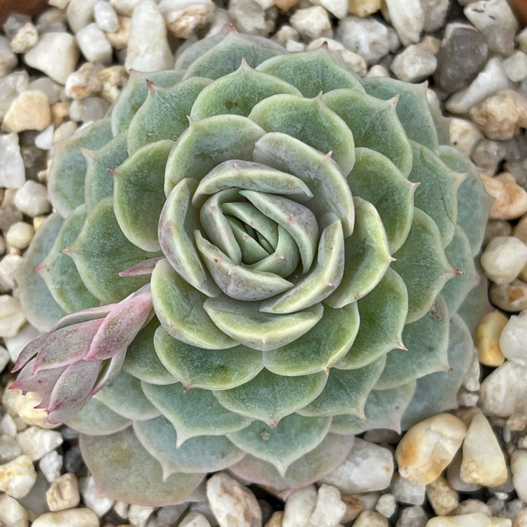 Plant image Echeveria Onslow