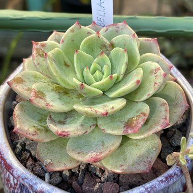 Echeveria Bella Donna