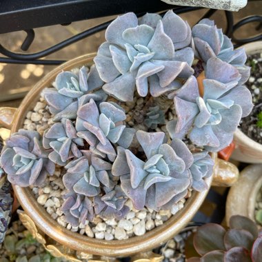 Echeveria Cubic Frost