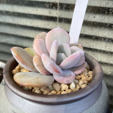 Echeveria Cream Tea 