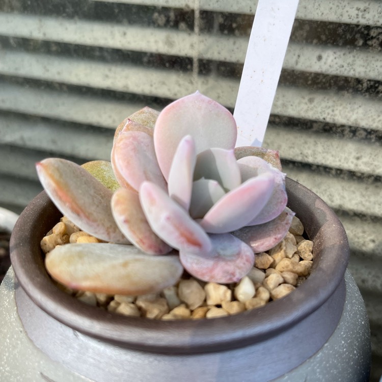 Plant image Echeveria Cream Tea 