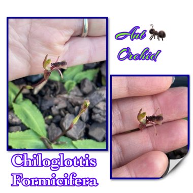 Chiloglottis Formicifera