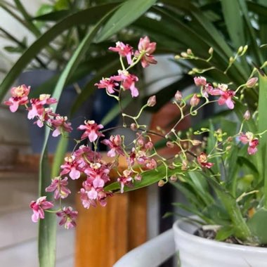 Oncidium Twinkle 