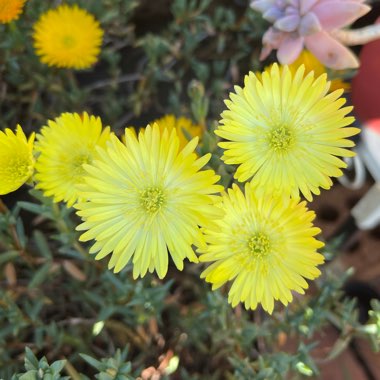 Mesembryanthemum Lime Yellow Pigface