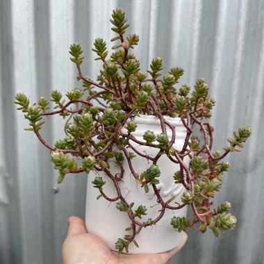 Sedum Oaxacanum