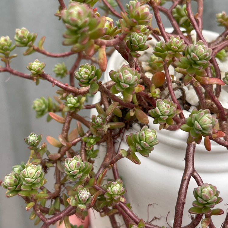 Plant image Sedum Oaxacanum